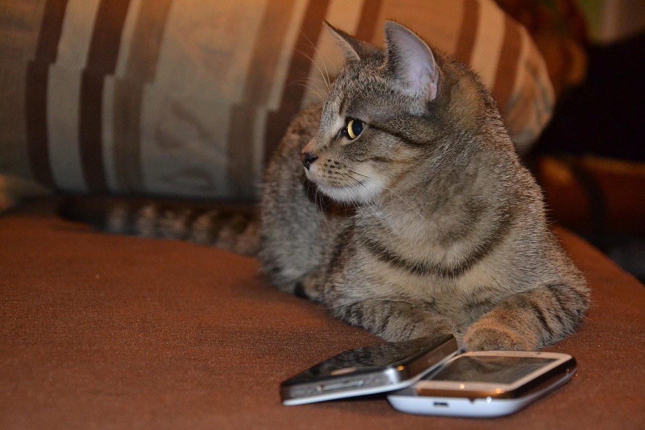 猫头鹰家里来了只猫